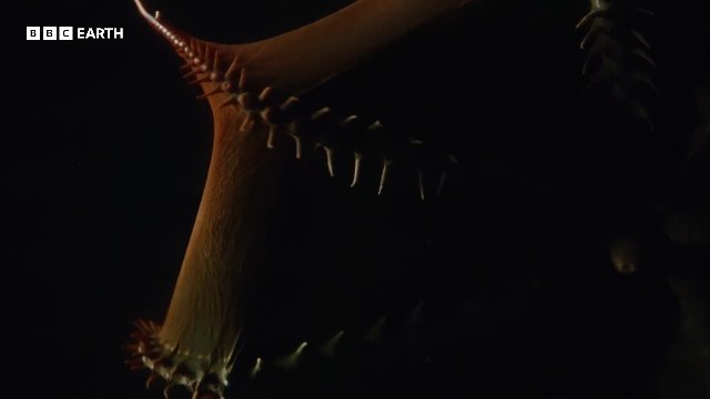 Is This The Ocean's 'Weirdest' Creature_ _ 20 Years of Planet Earth _ BBC Earth Thumbnail