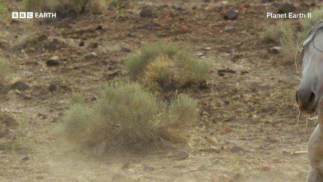 Mustang Stallions Duel Across The Nevada Desert _ 20 Years of Planet Earth II _ BBC Earth Thumbnail