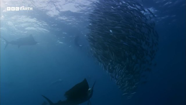 The Deadly Fish That Changes Colour to Hunt _ 20 Years of Planet Earth _ BBC Earth Thumbnail