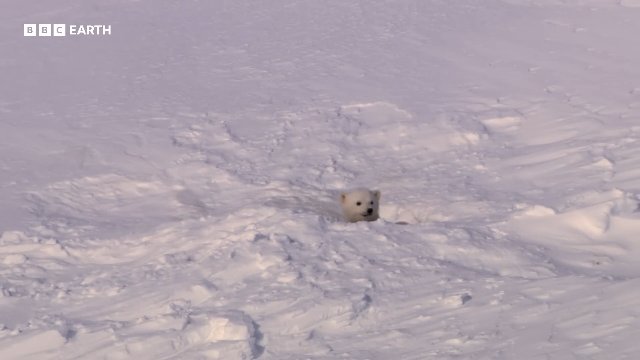 Polar Bear Cubs Take First Steps _ 20 Years of Planet Earth _ BBC Earth Thumbnail