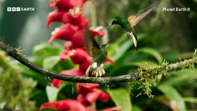 The Bird With The World’s Longest Beak _ 20 Years of Planet Earth II _ BBC Earth Thumbnail