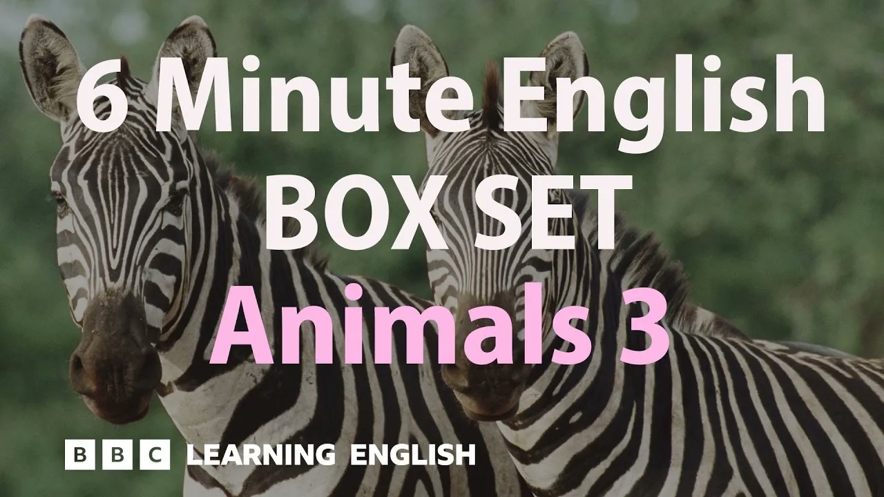 BOX SET_ 6 Minute English - 'Animals 3' English mega-class! 30 minutes of new vocab! Thumbnail