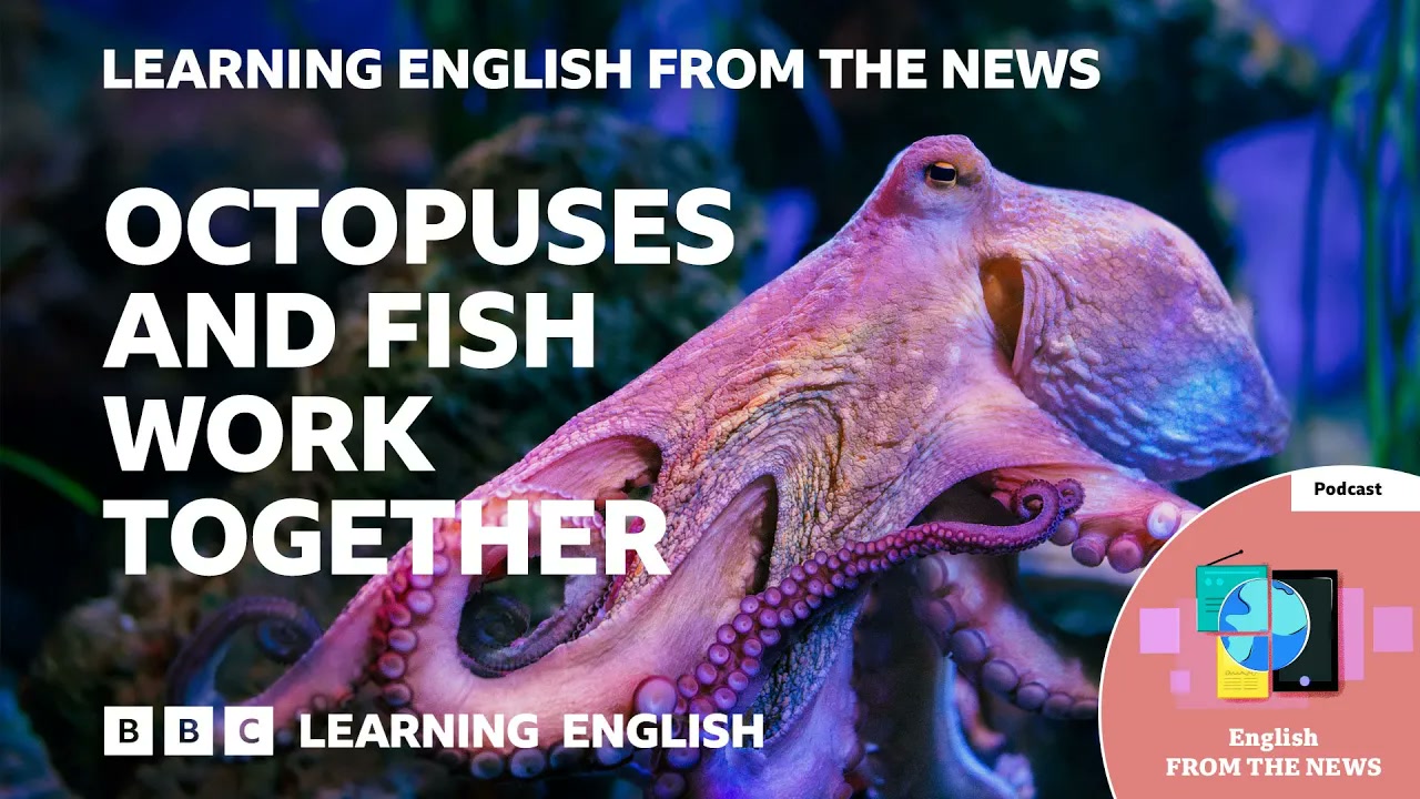 Octopuses and fish work together_ BBC Learning English from the News Thumbnail