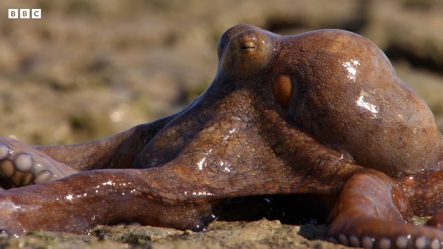 Nature’s Most Ingenious Hunters With Sir David Attenborough In 4K _ BBC Earth Thumbnail