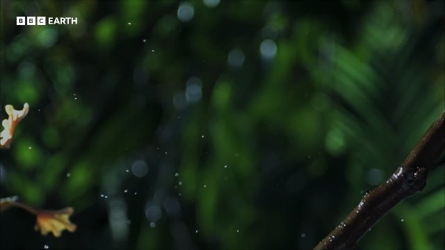 Gliding Leaf Frogs Leap from Treetops to Breed _ 20 Years of Planet Earth _ BBC Earth Thumbnail