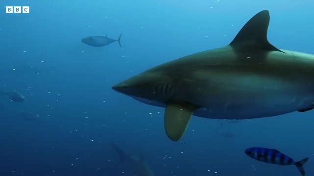 Spectacular Shark Moments _ BBC Earth Thumbnail