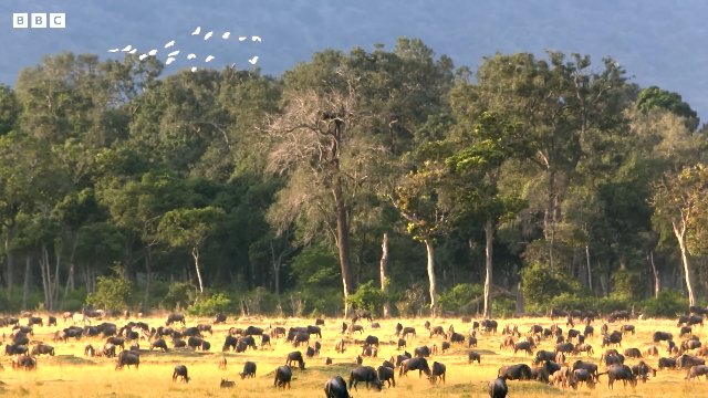 Unbelievable Lion Moments _ BBC Earth Thumbnail