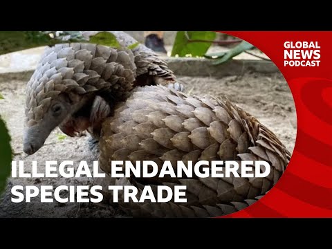 Why are endangered species being sold on Facebook_ _ Global News Podcast Thumbnail