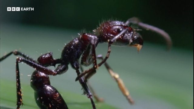 Parasitic Cordyceps Take Over Insect's Body _ 20 Years of Planet Earth _ BBC Earth Thumbnail