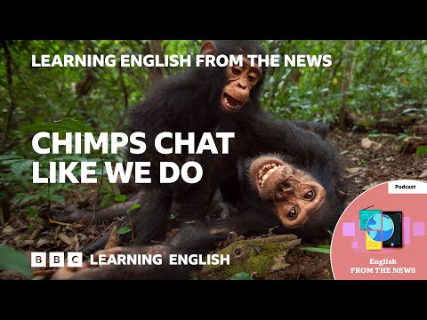 Chimps chat like we do_ BBC Learning English from the News Thumbnail