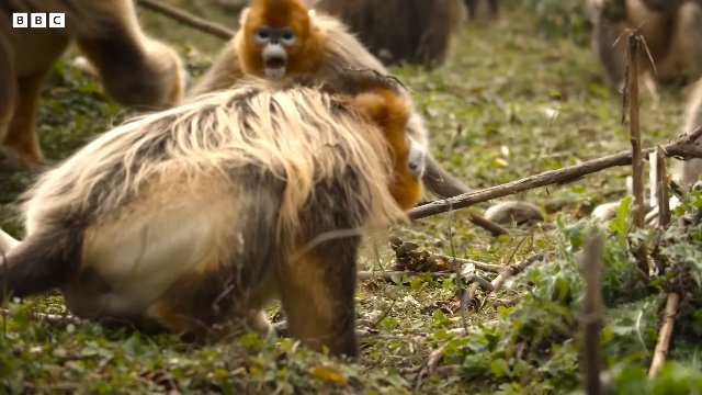 Remarkable Monkey Moments _ BBC Earth Thumbnail