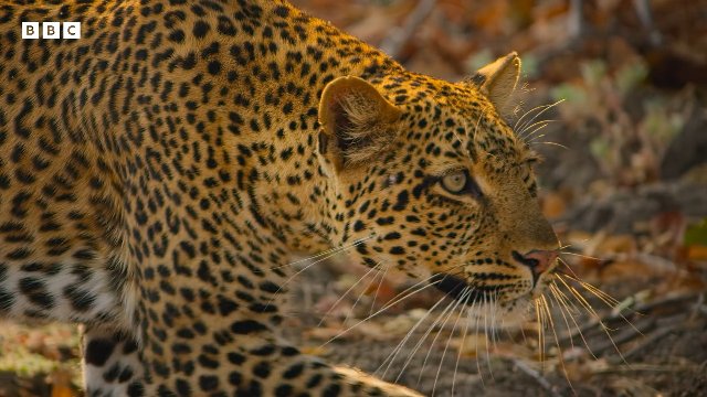 Awesome 4K Nature Scenes Narrated By Helena Bonham-Carter _ BBC Earth Thumbnail