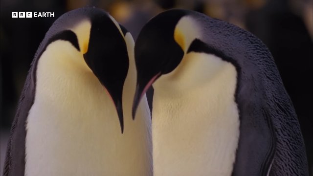 The Challenges of Raising Penguin Chicks _ 20 Years of Planet Earth _ BBC Earth Thumbnail
