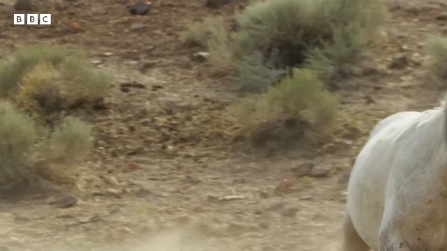 Stallions Battle for Dominance _ 20 Years of Planet Earth II _ BBC Earth Thumbnail