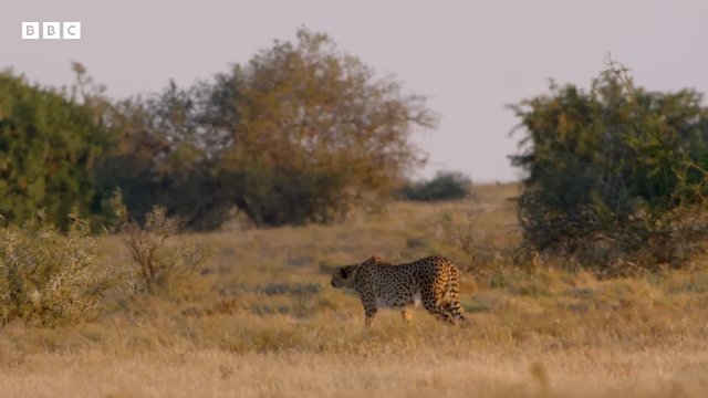 10 Incredible Cheetah Moments _ BBC Earth Thumbnail