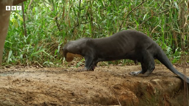 Extraordinary Otter Moments _ BBC Earth Thumbnail