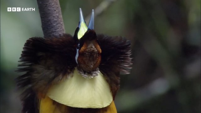Extraordinary Bird of Paradise Courtship Dance _ 20 Years of Planet Earth _ BBC Earth Thumbnail